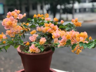 tulips in pots
