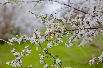 Cherry blossom tree