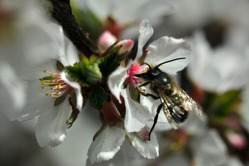 bee on a flower