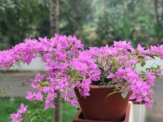 pink flowers in a garden