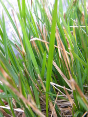 green grass background