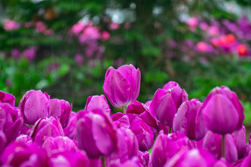 Purple Tulips arrangement in rain over a green summer background