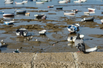 Gaviota mirando desde un muro de piedra  las barcas atracadas en la costa de Cadiz
