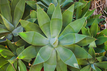 large round bush of succulent agavе