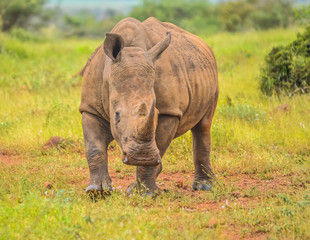 Portrait of a large white Rhinoceros or Rhino isolated on white taken in Kruger park during safari