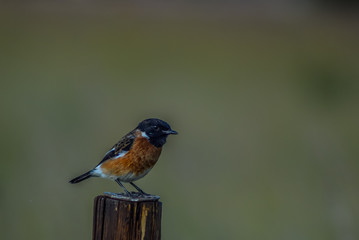 A common stone chat bird perched in a game reserve in Pretoria South Africa