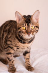 Portrait of a Bengal cat with yellow eyes. The animal carefully looks at the lens. The vertical format.