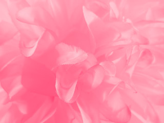 Beautiful abstract color orange pink flowers on white background and purple graphic white flower frame and pink leaves texture, pink background, colorful orange graphics banner 