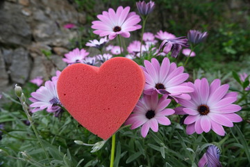 Fototapeta na wymiar Red heart in foam in the shape of a flower. Garden with pink daisies in bloom with a heart symbolizing love.