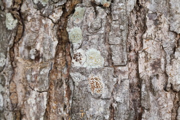 tree bark texture
