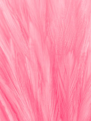 Beautiful abstract colorful white and pink feathers on white background and soft white feather texture on white pattern and pink background, colorful feather, pink banners