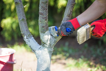 Whitewashing tree trunk spring garden work