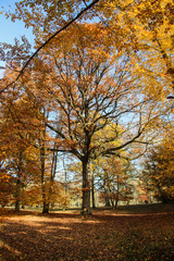 Herbst im Wald