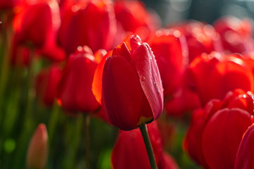 Beautiful red tulips with water droplets for background