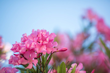Blooming branches / flowers of a pink oleander against a bright clear blue sky. Daylight. Close.