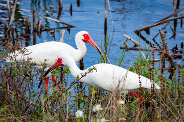 White Ibis foraging at wetland marsh in Viera Florida.