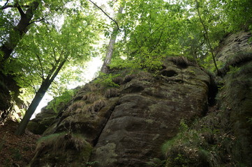 Trees in the Bastai Mountains