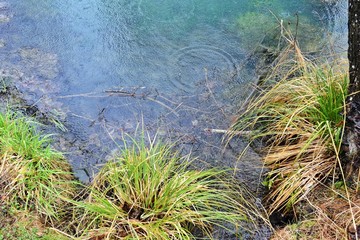 Sacred Spring with healing water. Blue Krinitsa. Place of pilgrimage for Christians. Holy water. Landmark of Belarus. Amazing blue water in the holy lake. Water surface with rain drops.