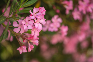 Fototapeta na wymiar Flowering branches / flowers of a pink oleander tree. Daylight. Close up.
