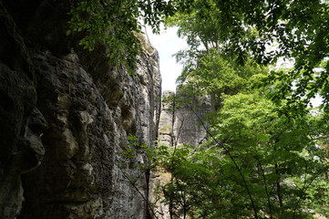 Fototapeta premium Trees in the Bastai Mountains