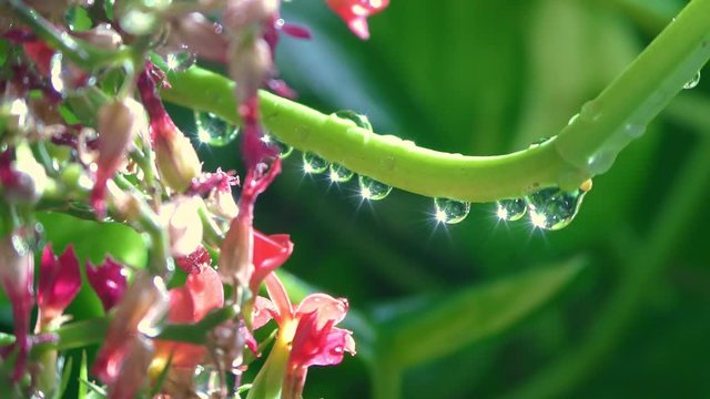 Rain water drops falling on the green plants and red flowers with long running stem
