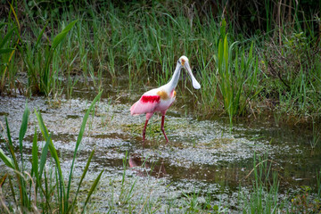 Roseate Spoonbill wading in marsh at Orlando wetlands near Cape Canaveral Florida.