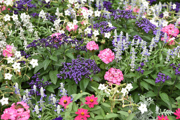 Fototapeta premium Massif coloré au jardin en été