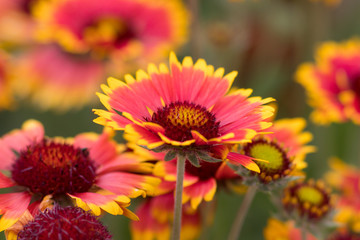 Rote Kokardenblume