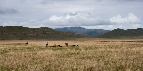 Fototapeta na wymiar Horses grazing high up in the Andes mountain range in the Antisana ecological reserve