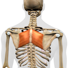 Rhomboid Major Muscles in Isolation Rear View of Upper Back Human Anatomy - 341777024