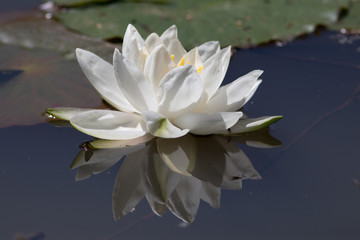 Weiße Seerose © smerlot