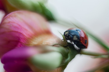 ladybug on a flower