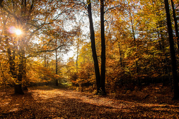 Waldlichtung im Herbst