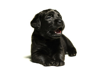 black labrador puppy