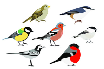 Set of birds vector: brown-headed nut, great tit, nuthatch, Finch, bullfinch, white Wagtail, isolated on a white background. Illustration © Kseniia