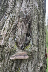 Fomes (Hoof) Fungus On Tree