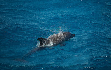 Obraz premium Dolphin swims in the sea