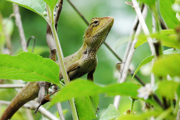 Garden Lizard is in Hunting Mode
