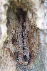 View of Vertical Hole In Tree Trunk (Probably Made By Birds and Bugs)