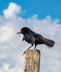 Boat Tailed Grackle sitting on post in marsh wetlands in Viera Florida.