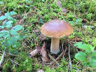 mushroom in the grass