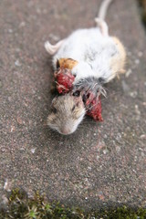 dead mouse on the ground