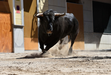 spanish bull with big horns