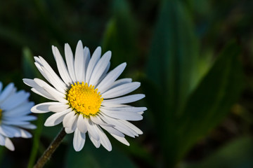 Obraz premium Spring flowers. Spring nature background. Close up of fresh tender chamomile in spring blooming field.