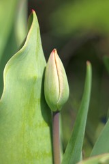 bud of a tulip