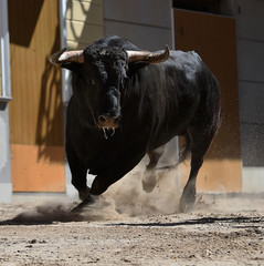 un fuerte toro español