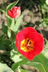 red tulips in the garden