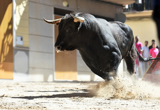 spanish bull with big horns