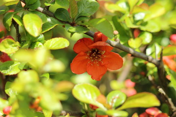 blooming barberry