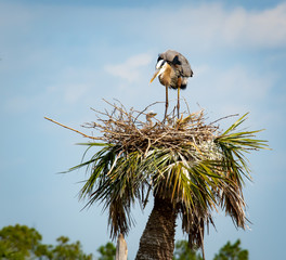 Great Blue Heron with chicks on tree top nest at Viera wetlands in Florida.